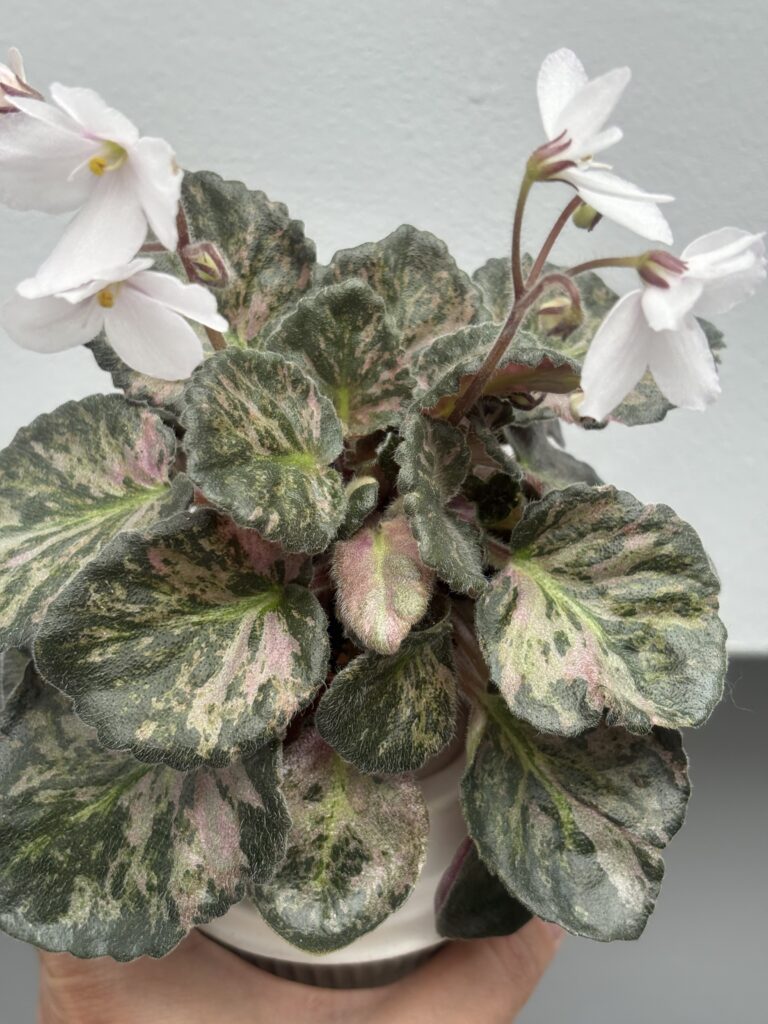 Saintpaulia Diplotricha Variegata