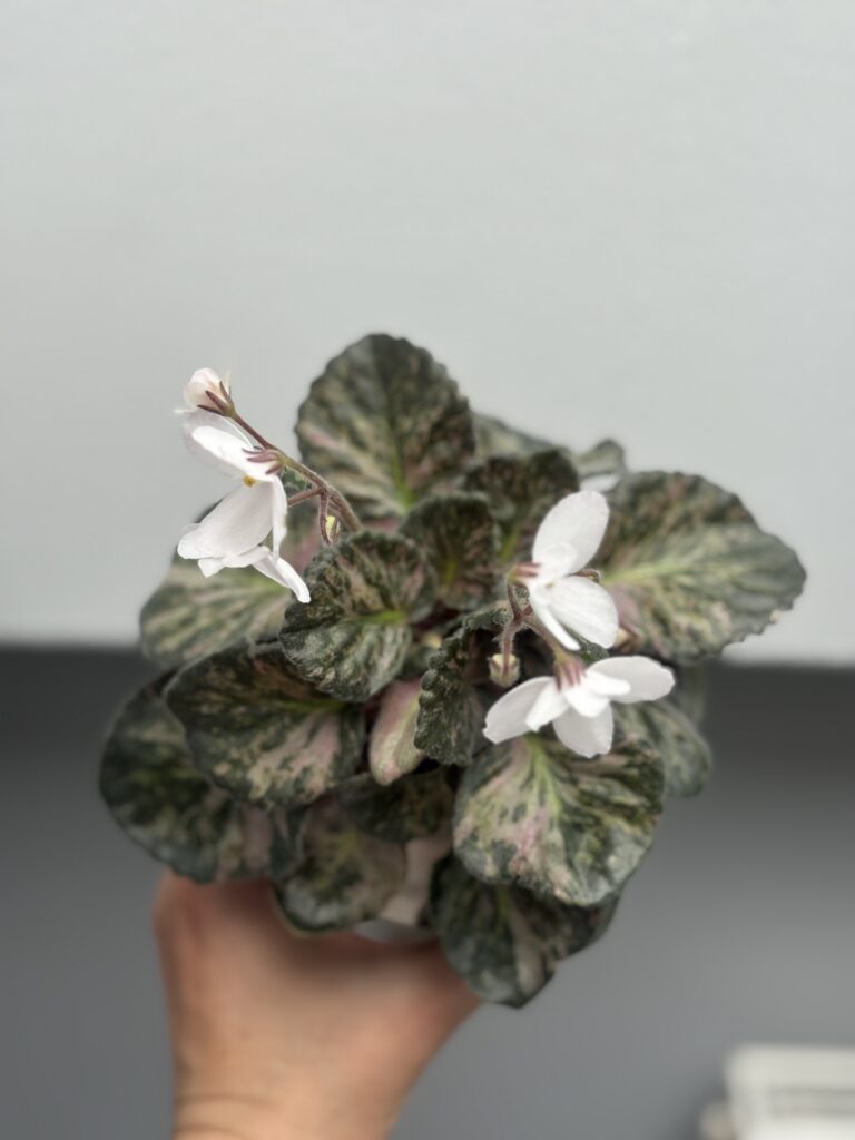 Saintpaulia Diplotricha Variegata