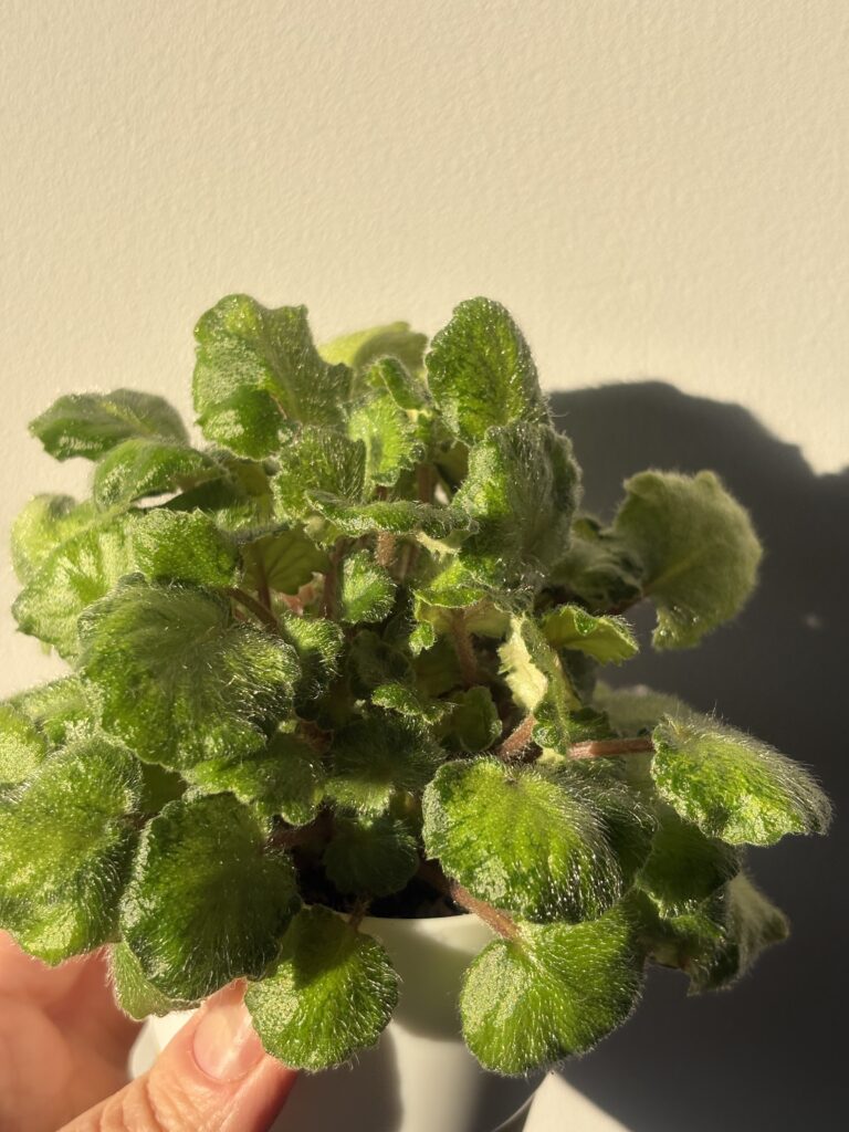 Show Must Go On