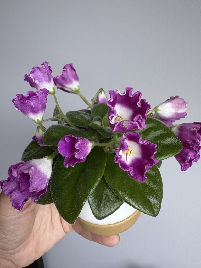 SimSim Magic Bells