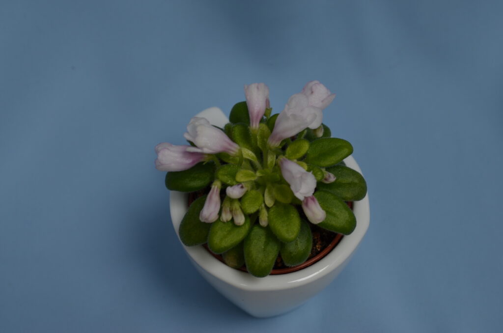 SimSim Tiny Bells