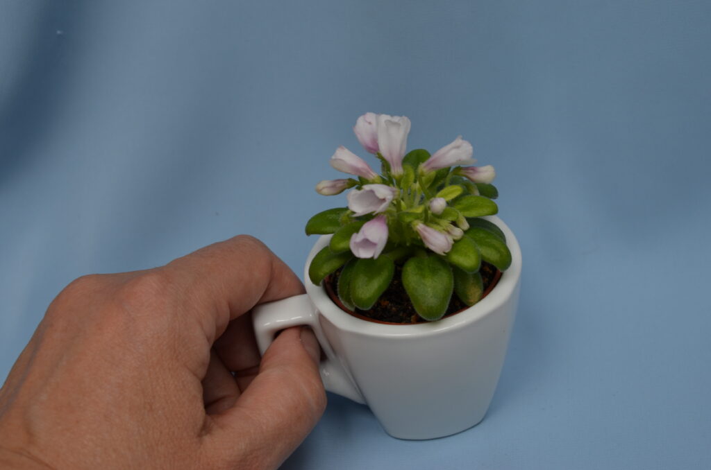 SimSim Tiny Bells