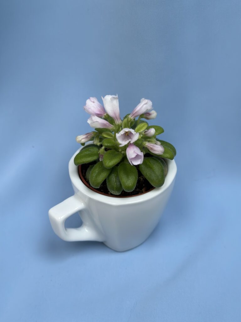 SimSim Tiny Bells