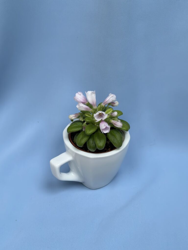 SimSim Tiny Bells