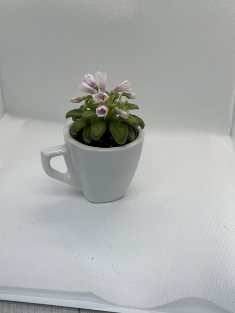 SimSim Tiny Bells