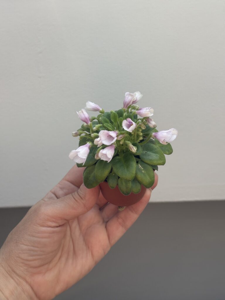 SimSim Tiny Bells