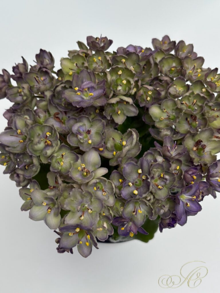 Star Dark Froggie