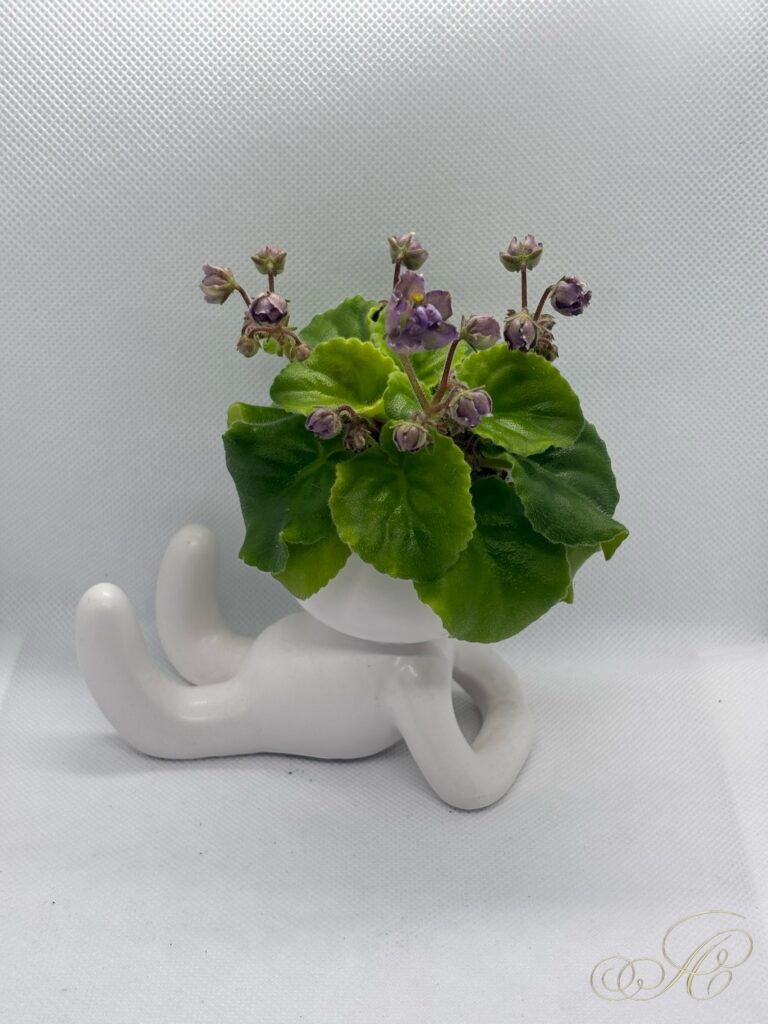 Star Dark Froggie