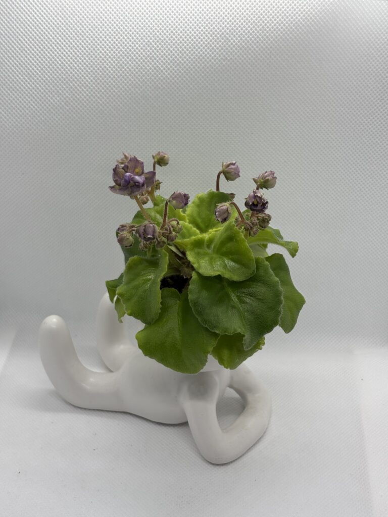 Star Dark Froggie