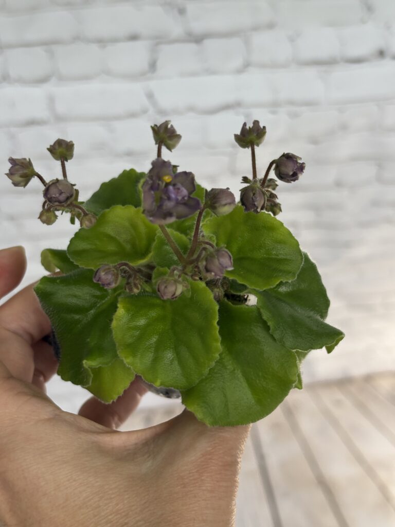 Star Dark Froggie