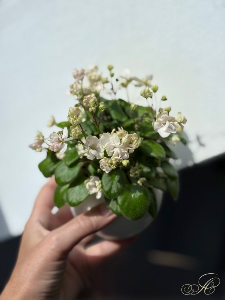 Taita Safina