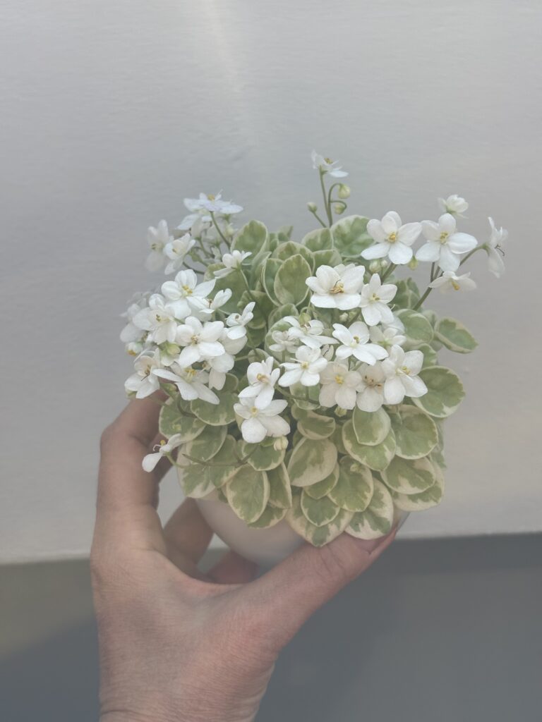 Ва-Банк