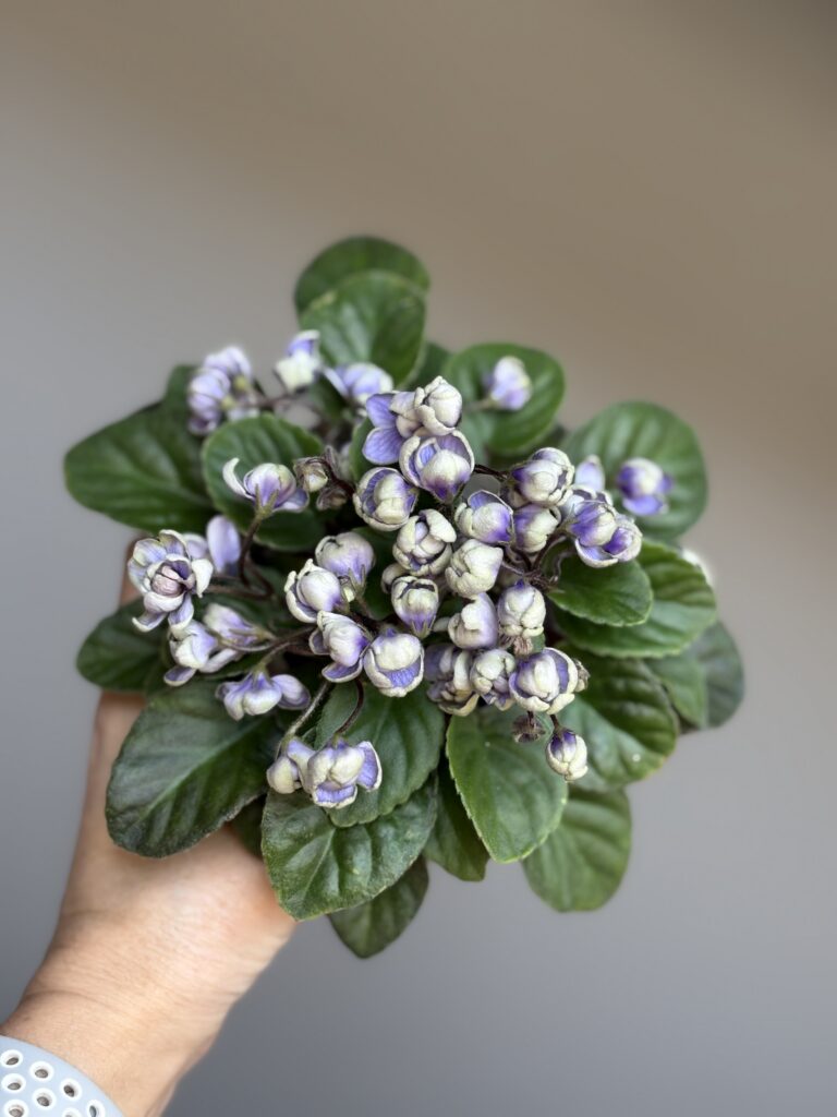 ГЕА (Е.Галицкая) Kрошка Мотылек / GEA (E.Galitskaya) Kroshka Motylek