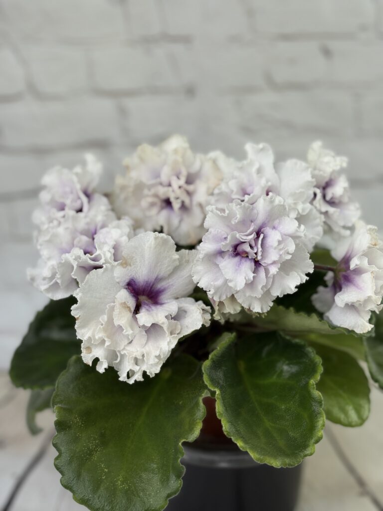 ГЕА (Е.Галицкая) Фруктовый Пломбир / GEA (E.Galitskaya) Fruktovyy Plombir