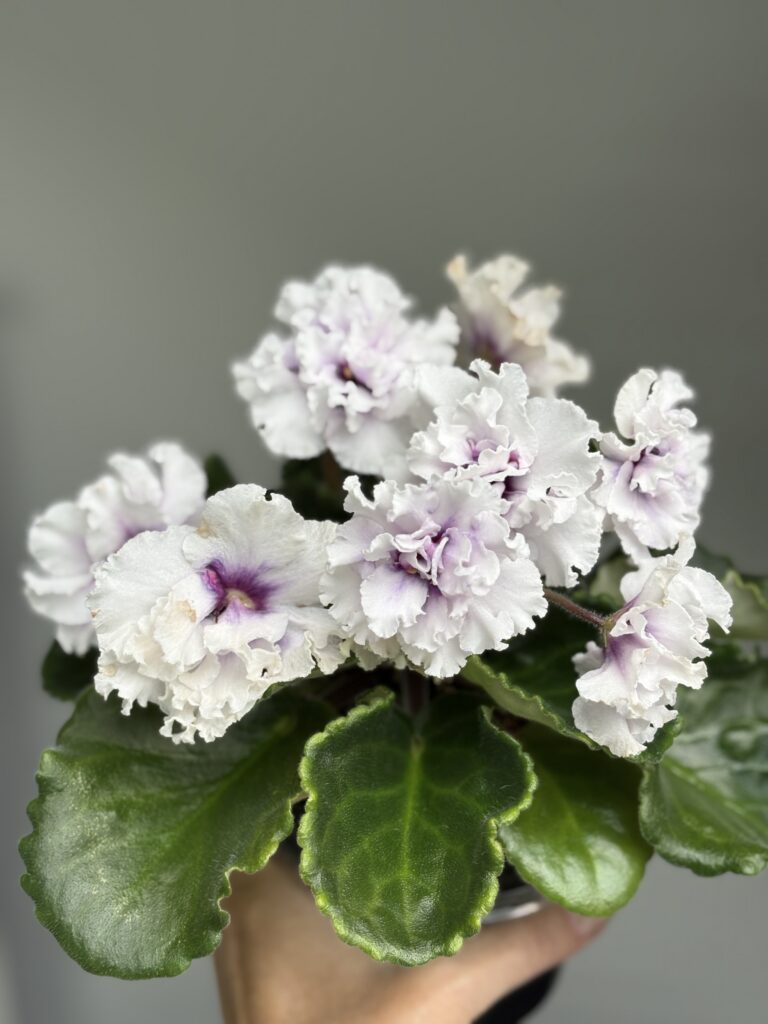 ГЕА (Е.Галицкая) Фруктовый Пломбир / GEA (E.Galitskaya) Fruktovyy Plombir