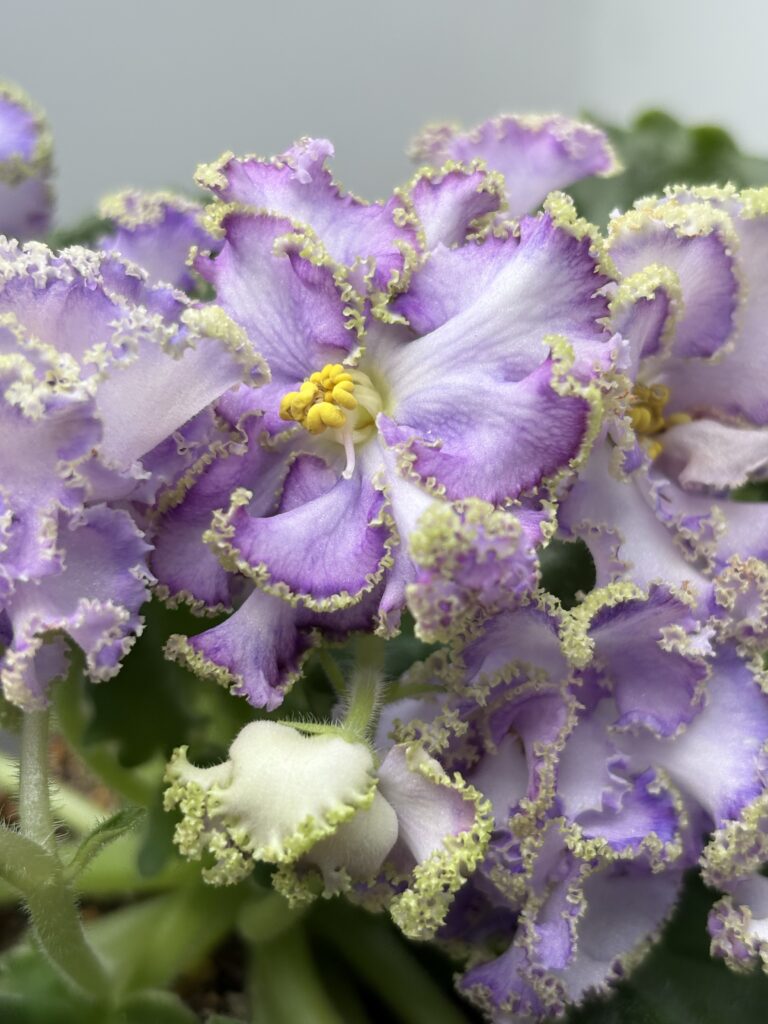 Гай (О.Гайфулина) Роскошная Сирень / Gay (O.Gayfulina) Roskoshnaya Siren
