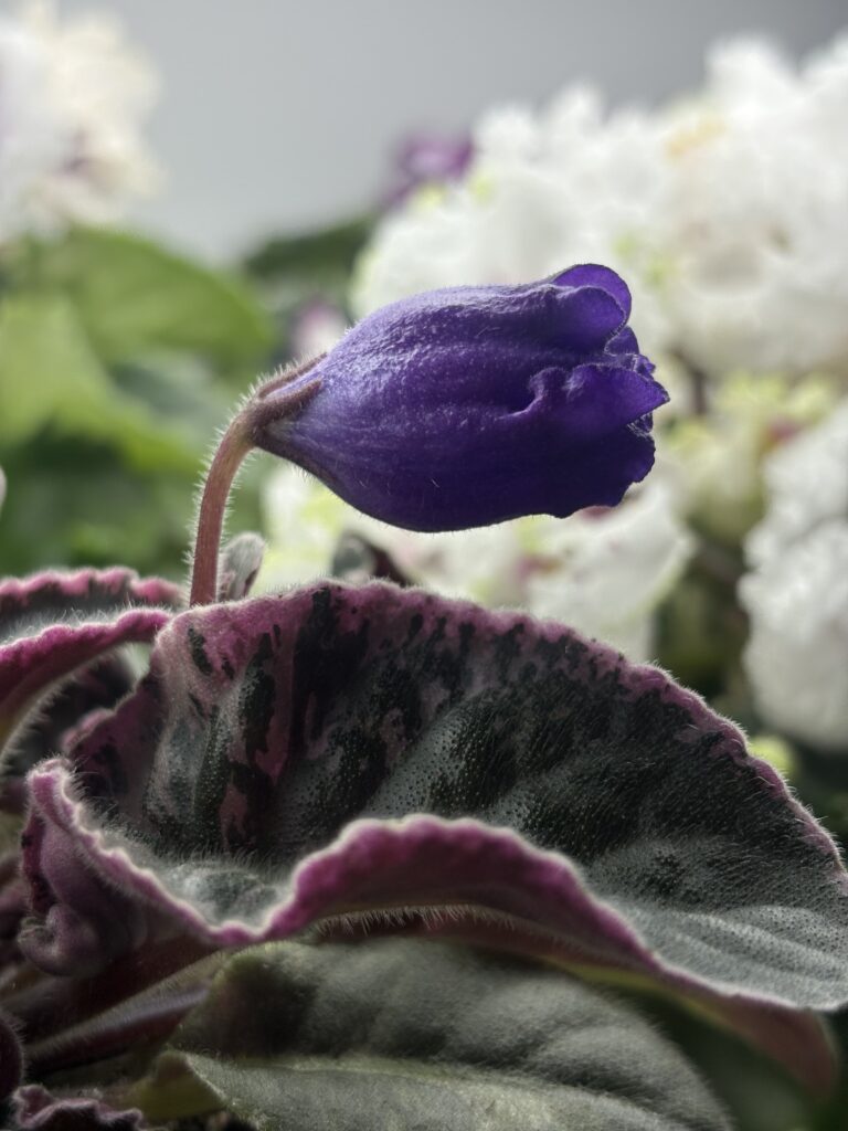 КНН (Н.Куриленко) Крокус / KNN (N.Kurilenko) Krokus
