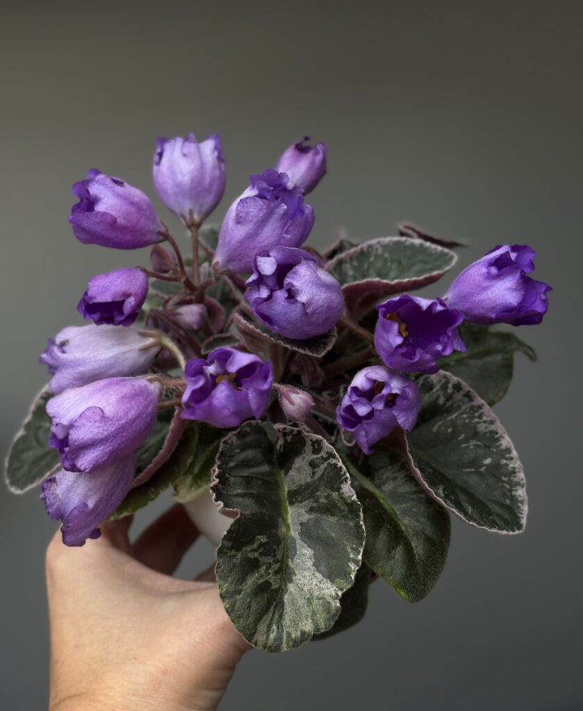 КНН (Н.Куриленко) Крокус / KNN (N.Kurilenko) Krokus