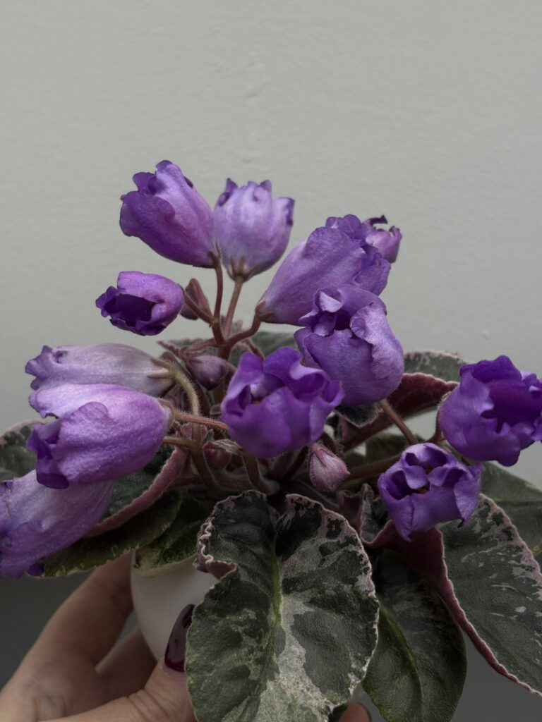 КНН (Н.Куриленко) Крокус / KNN (N.Kurilenko) Krokus