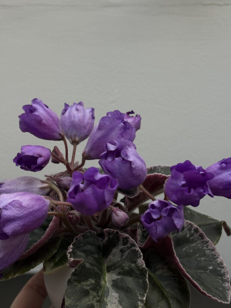 КНН (Н.Куриленко) Крокус / KNN (N.Kurilenko) Krokus