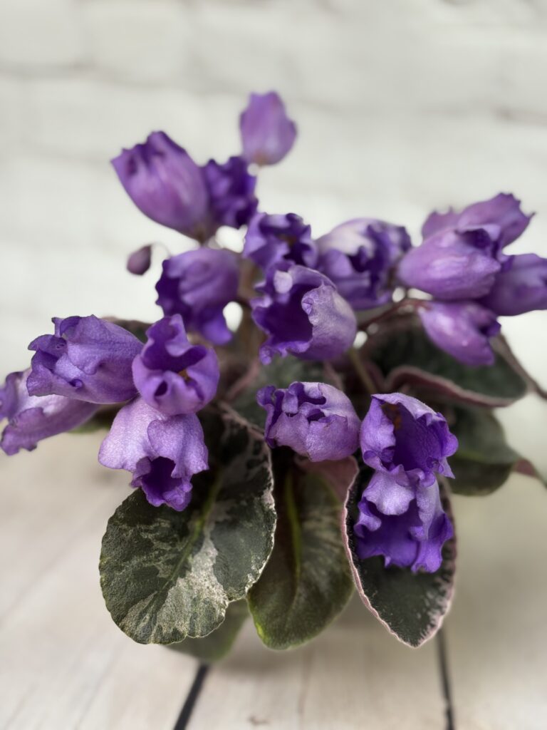 КНН (Н.Куриленко) Крокус / KNN (N.Kurilenko) Krokus