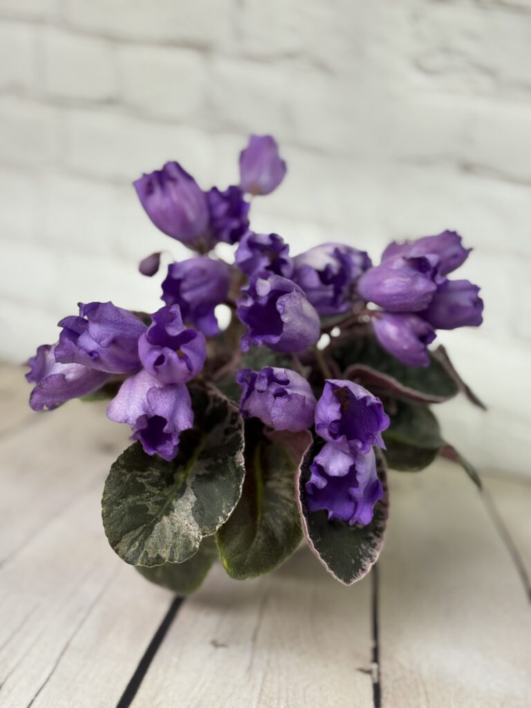 КНН (Н.Куриленко) Крокус / KNN (N.Kurilenko) Krokus