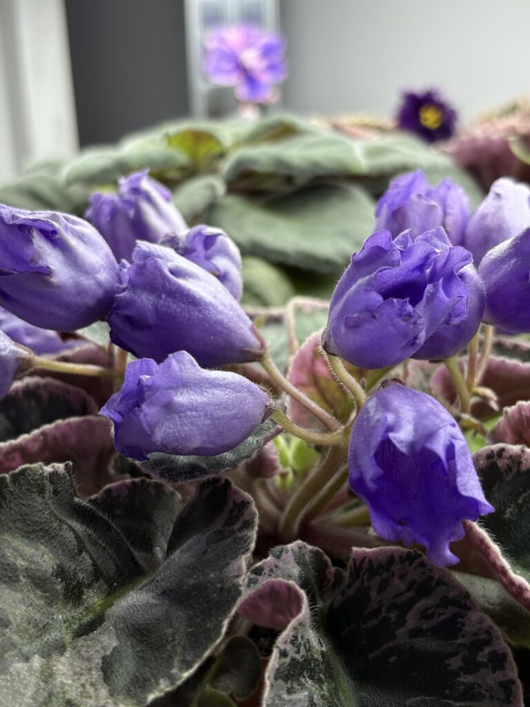 КНН (Н.Куриленко) Крокус / KNN (N.Kurilenko) Krokus