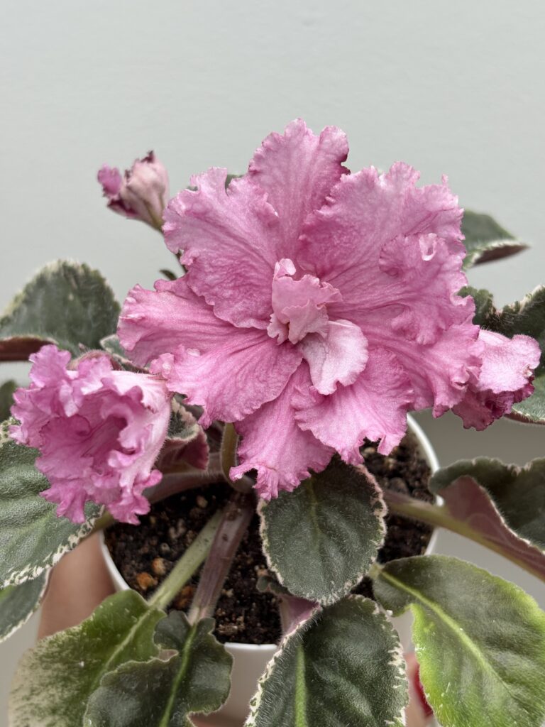 КНН (Н.Куриленко) Магнолия / KNN (N.Kurilenko) Magnoliya