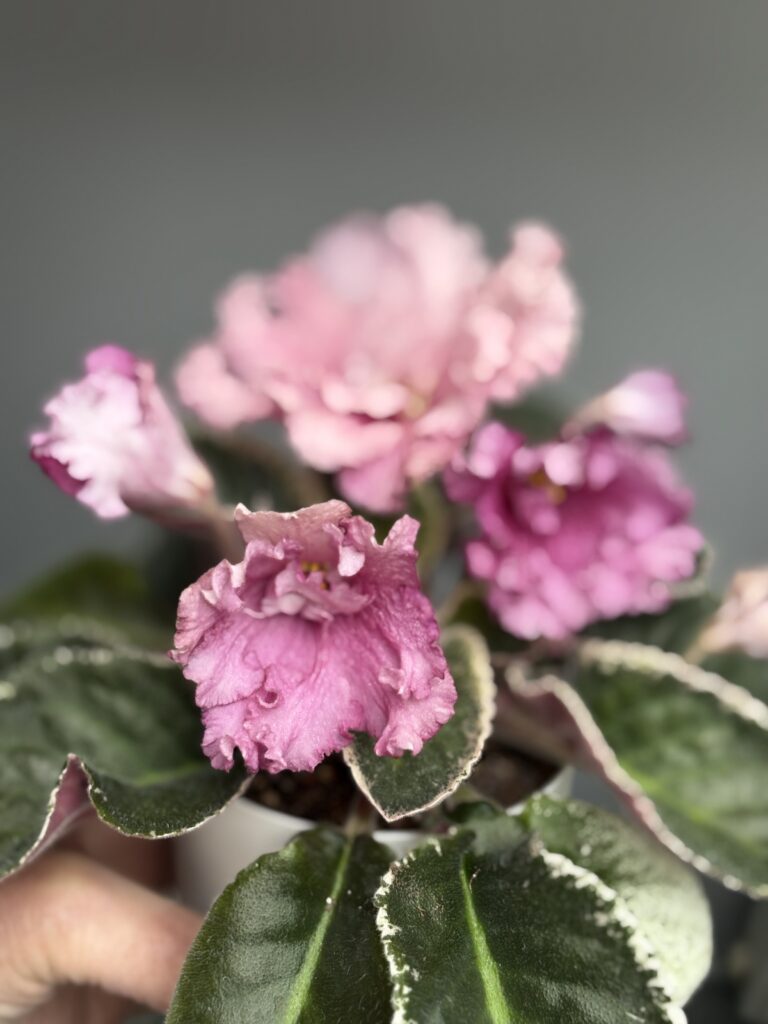 КНН (Н.Куриленко) Магнолия / KNN (N.Kurilenko) Magnoliya