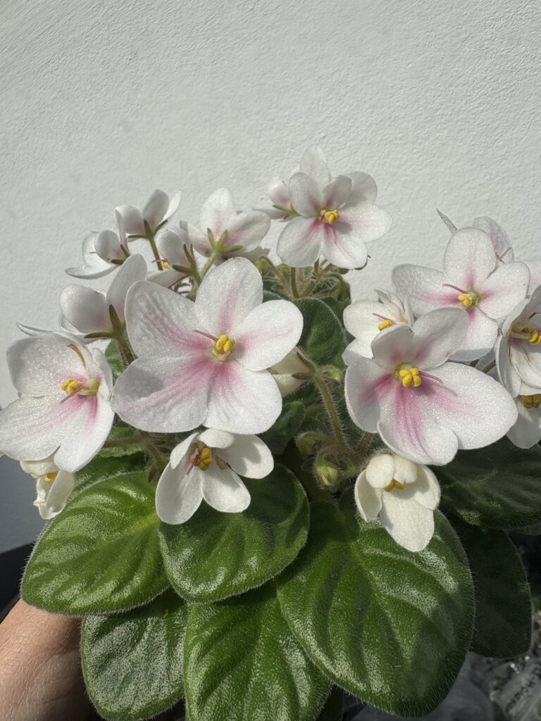 Клубника со Сливками