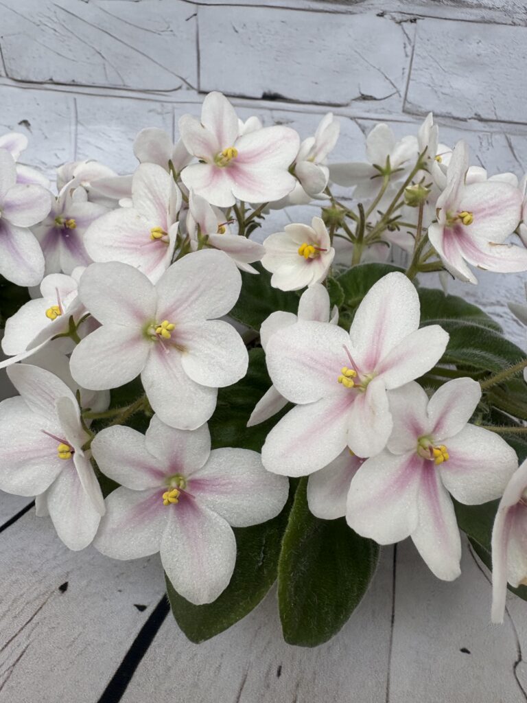 Клубника со Сливками
