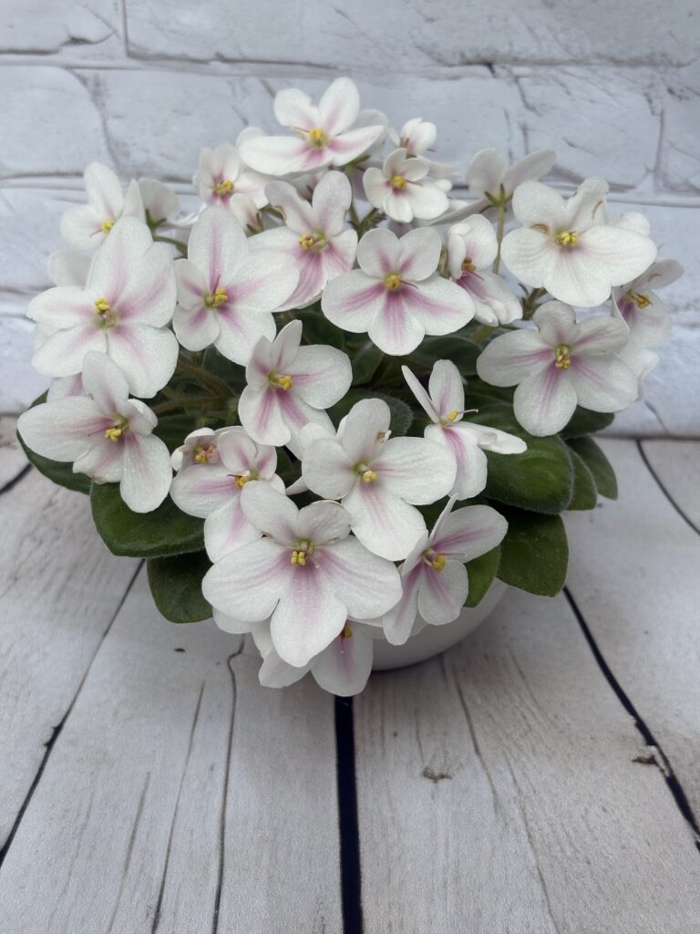 Клубника со Сливками