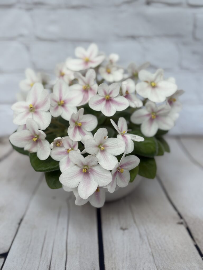 Клубника со Сливками