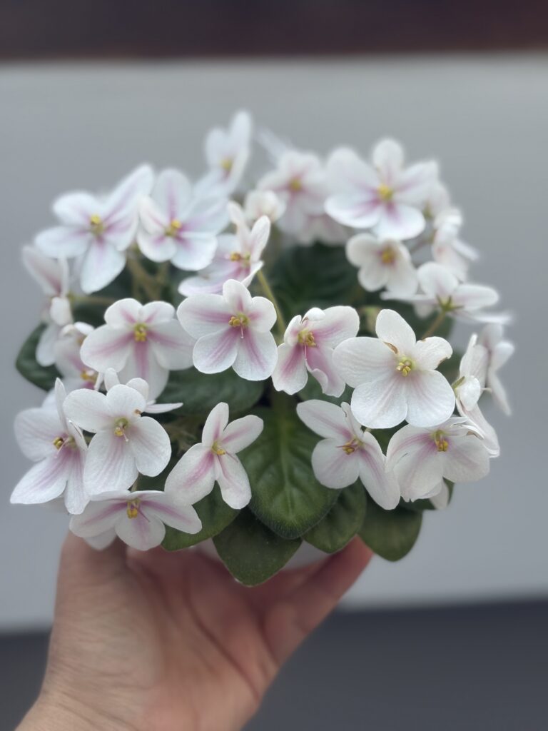 Клубника со Сливками