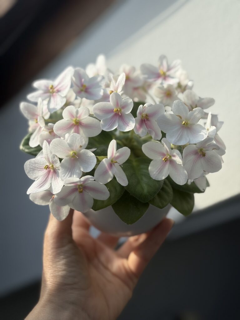 Клубника со Сливками