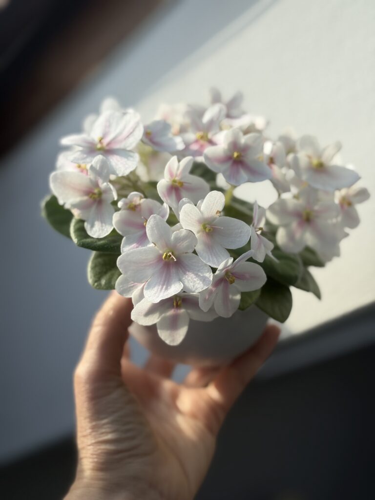 Клубника со Сливками