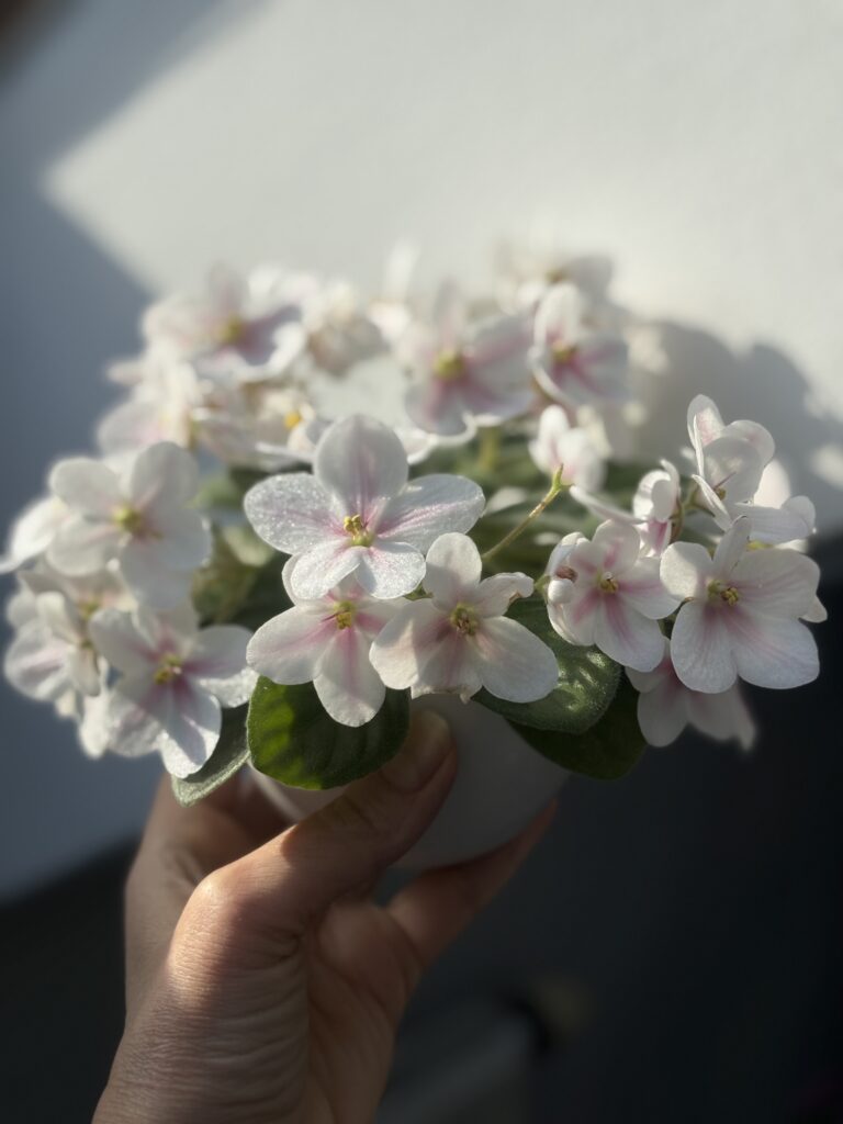 Клубника со Сливками