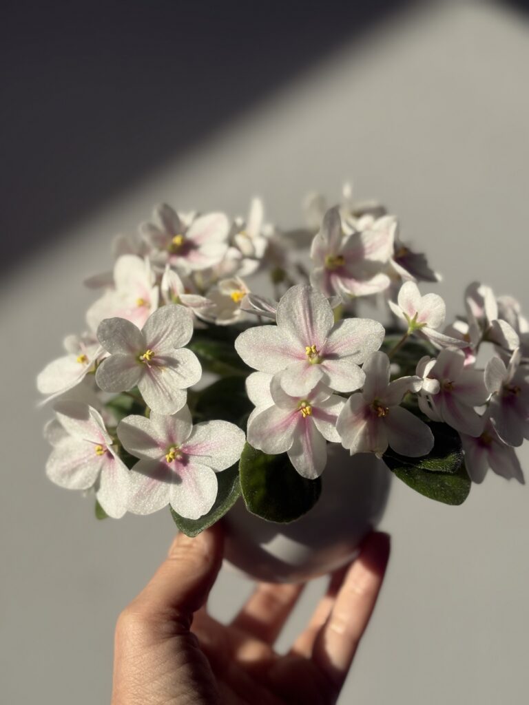 Клубника со Сливками