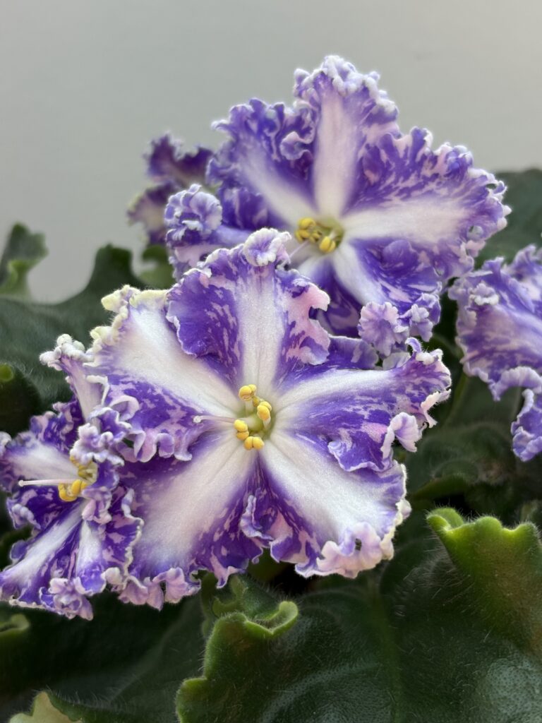 Кок Кёль