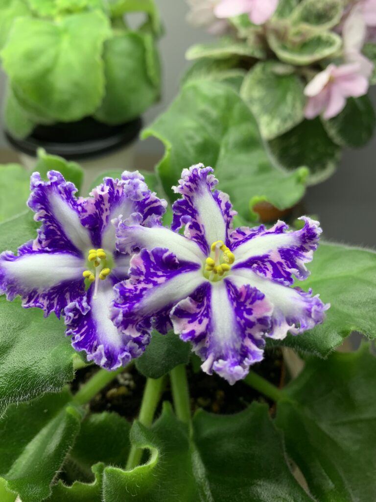 Кок Кёль