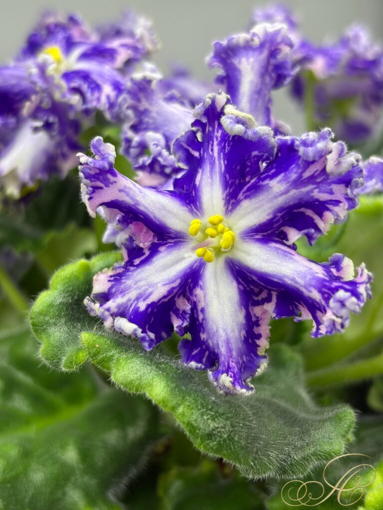 Кок Кёль