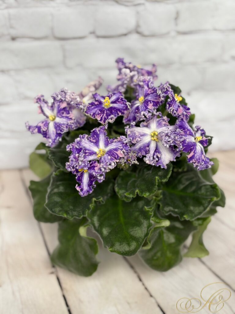 Кок Кёль