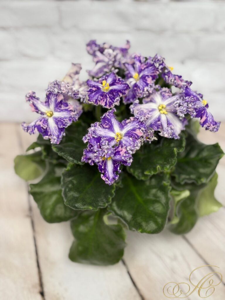 Кок Кёль