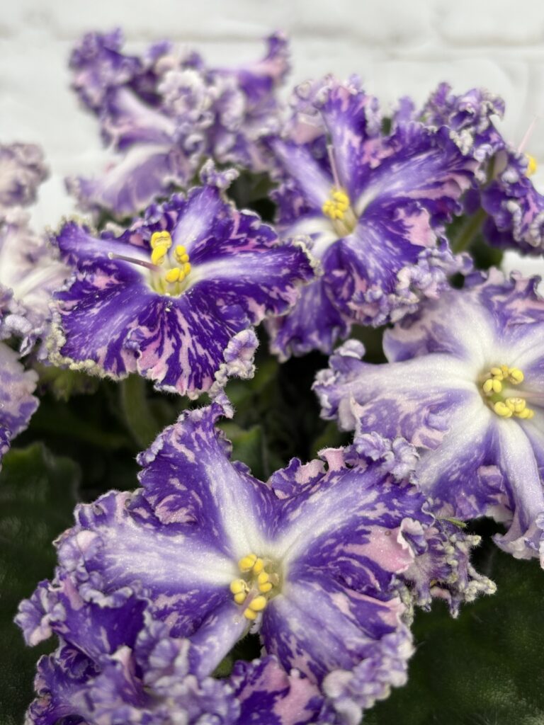 Кок Кёль