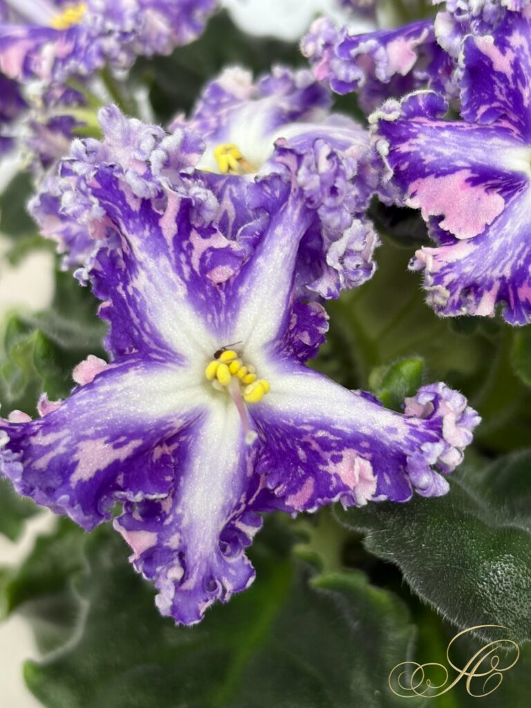 Кок Кёль