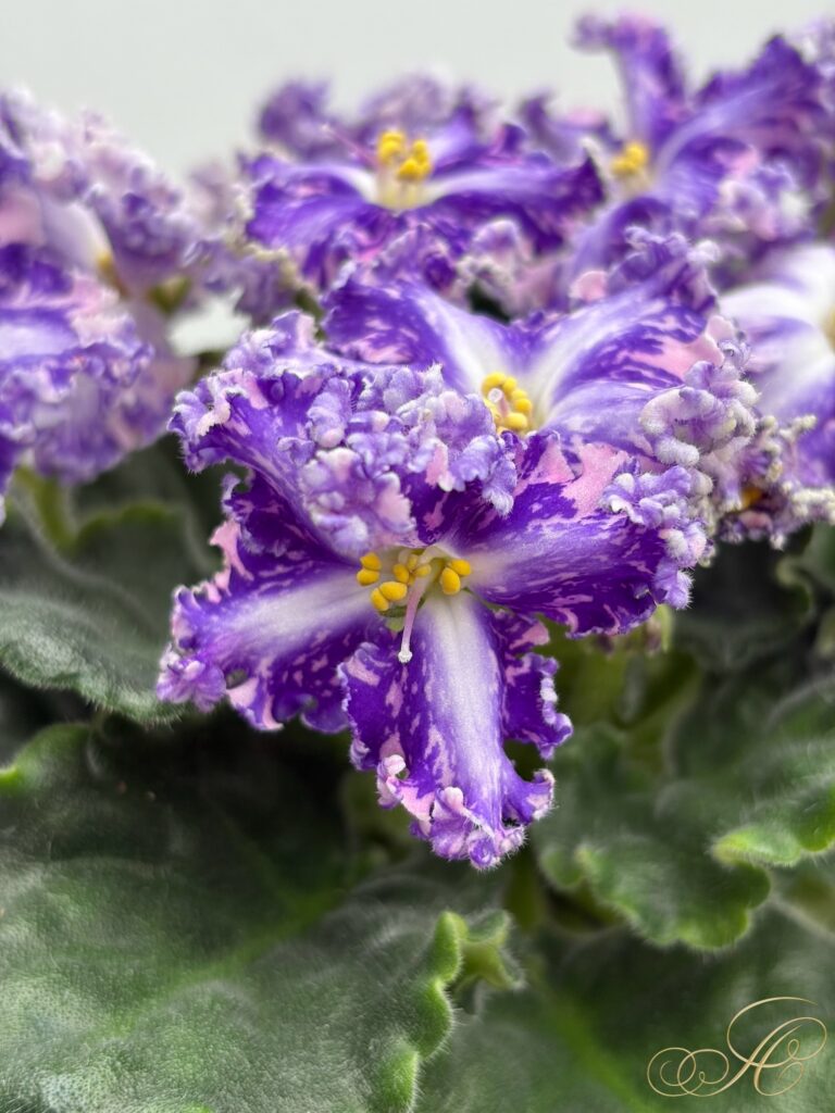 Кок Кёль