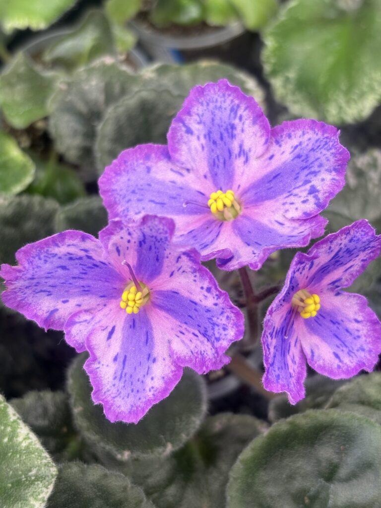 ЛЕ-Рафаэль