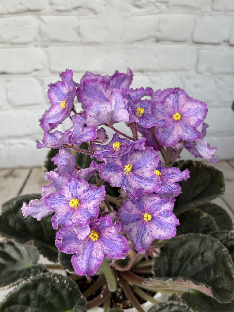 ЛЕ-Рафаэль