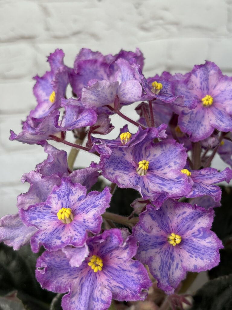 ЛЕ-Рафаэль