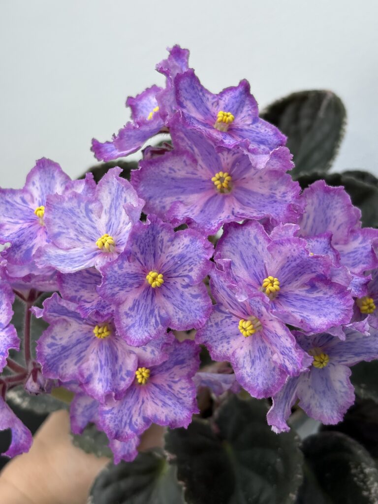 ЛЕ-Рафаэль